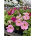 Petunias - various sizes